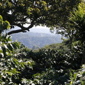 Honduras SHG Swiss Water Process Decaffeinated Coffee