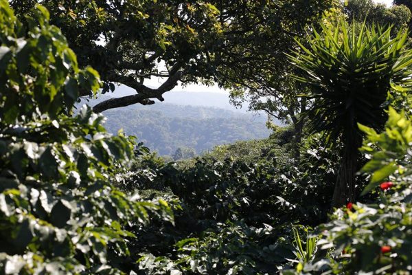 Honduras SHG Swiss Water Process Decaffeinated Coffee