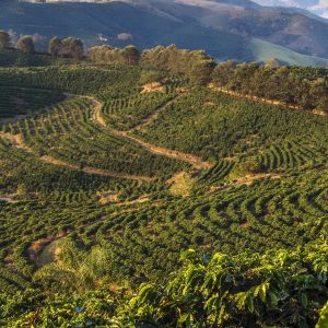 Brazil Swiss Water Process Decaffeinated Coffee