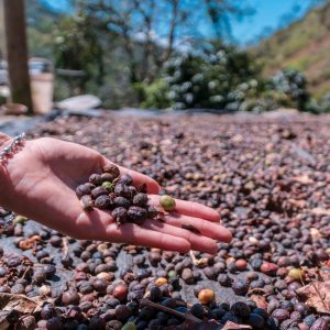 Swiss Water Process Decaffeinated Peru G1