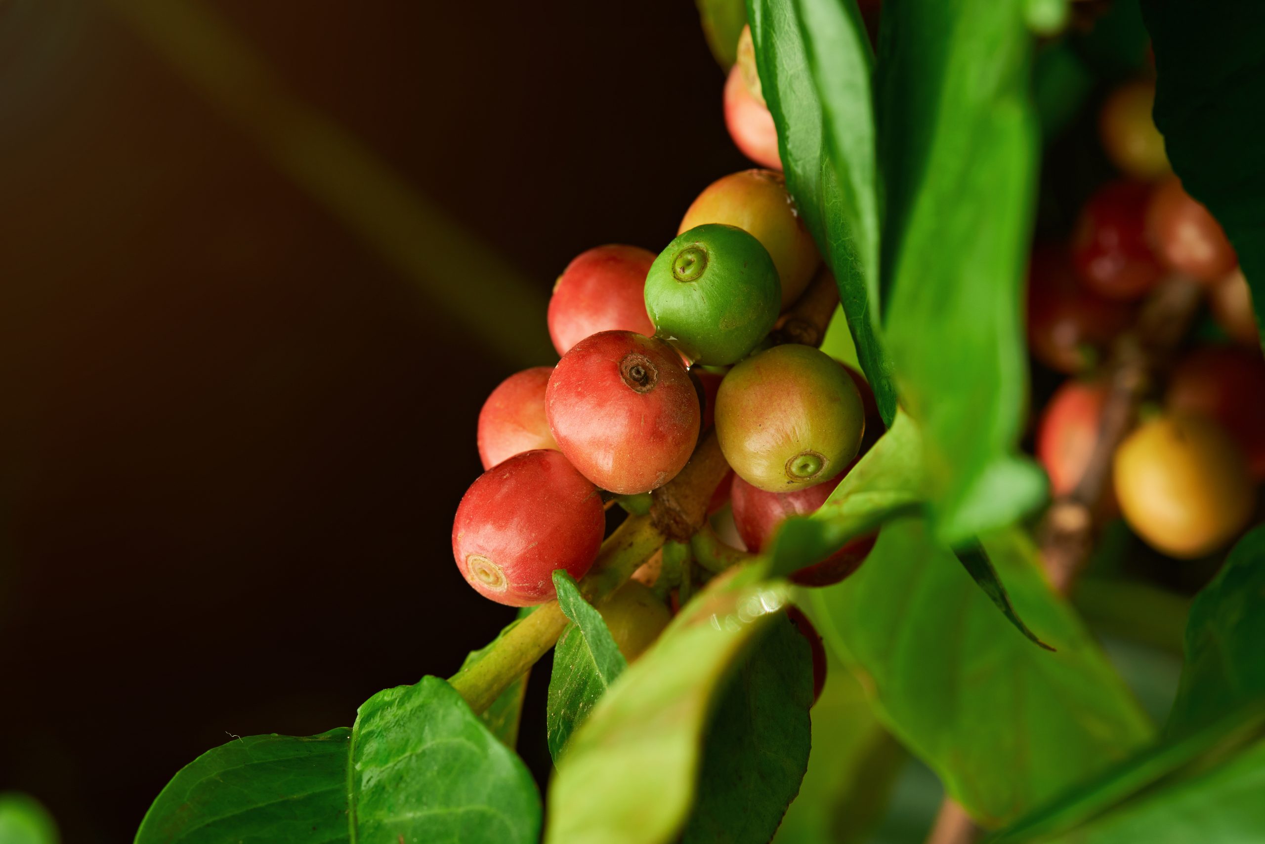 Swiss Water Decaf Ethiopia Sidamo 2