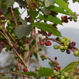 Guatemala Monte Flor