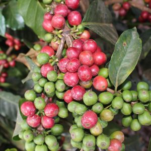 Kenya Peaberry