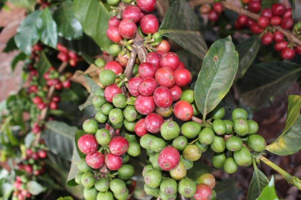 Kenya Peaberry