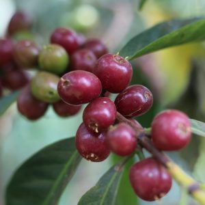 Lala Salama Ethiopian Decaf Coffee