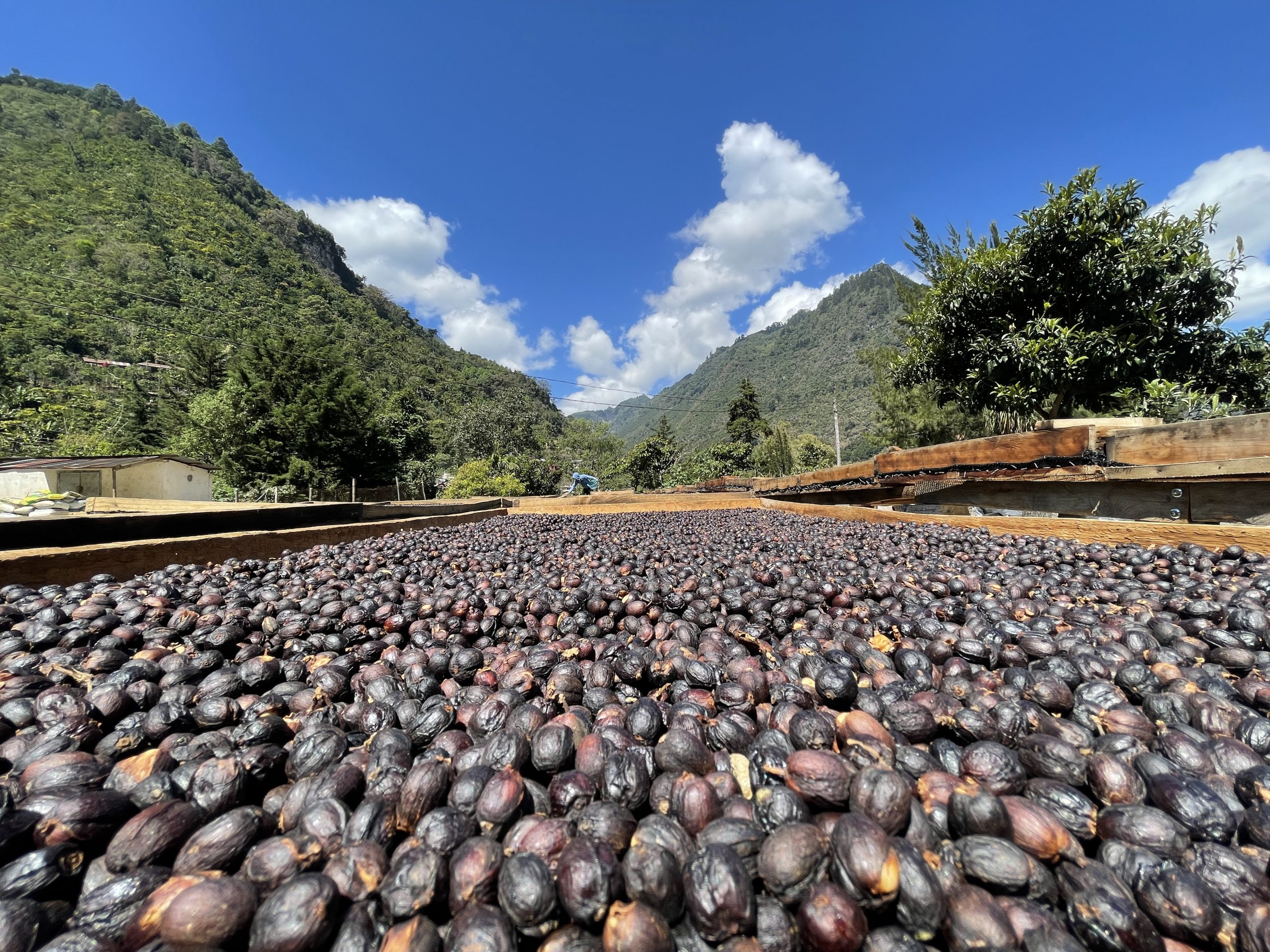 Guatemala El Cabro II Coffee