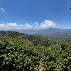 Costa Rica El Bosque BV