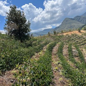 Mountain Water Process Decaffeinated Peru G1